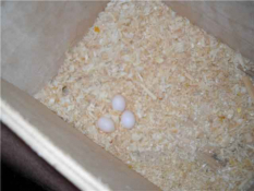 Яйца попугаев в гнездовом ящике